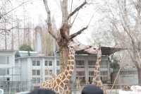 上海「夢核」動物園也太好拍啦