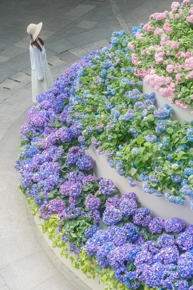 The beautiful hydrangea cake at Xujiahui Park comes with a photo guide
