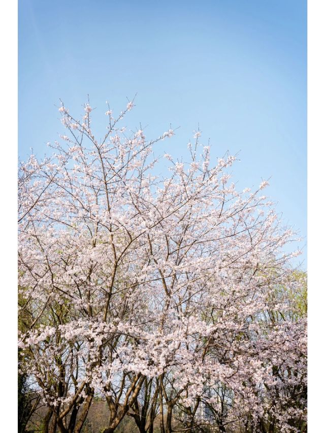 觀山湖湖邊的櫻花美絕了