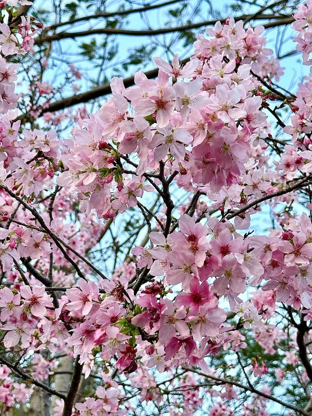 被99%廈門人忽略的櫻花園！（3月23日實況）