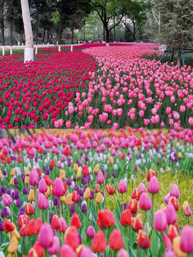 春日必去！西安興慶公園，帶你穿越千年尋古韻