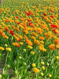大寧公園｜50萬株鬱金香花海｜賞花地圖&攻略