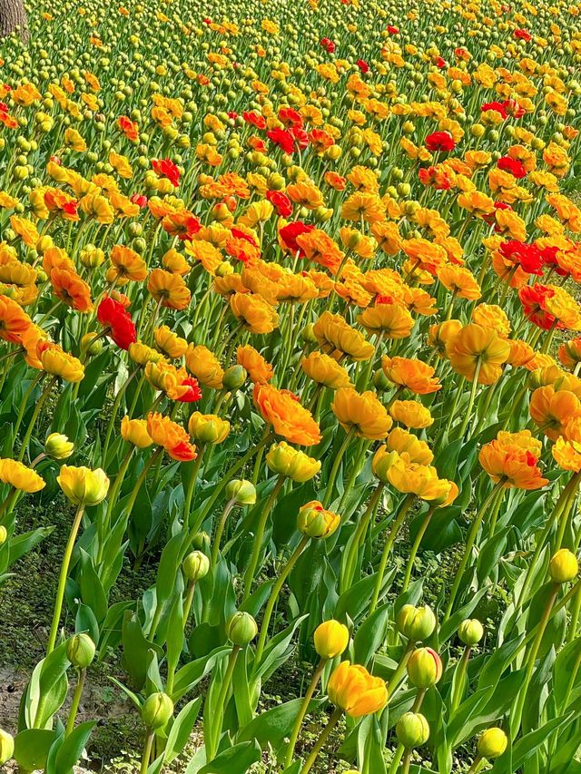 大寧公園｜50萬株鬱金香花海｜賞花地圖&攻略