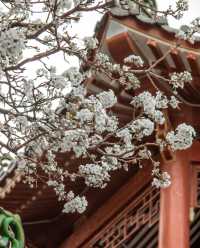 汕頭中山公園的梨花又要開了