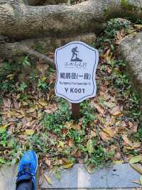 攀登深圳十峰之一的鳳凰山