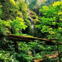 莫里熱帶雨林景區