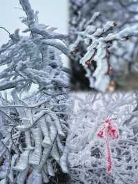 衡山大雪過後的雾凇真的美哭了