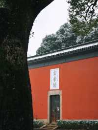 湖州的梅花開了，千年道觀藏著江南的寒梅傲雪