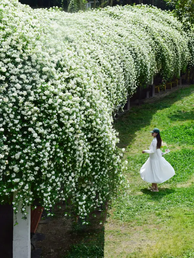 A world full of flowers! This photo of Chengdu's 'Qi Li Xiang' is worth collecting