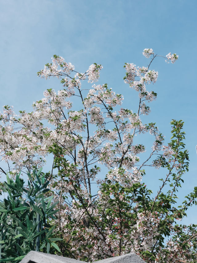 免費開放！上海賞花寶藏好去處