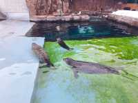 旭川旭山動物園之行