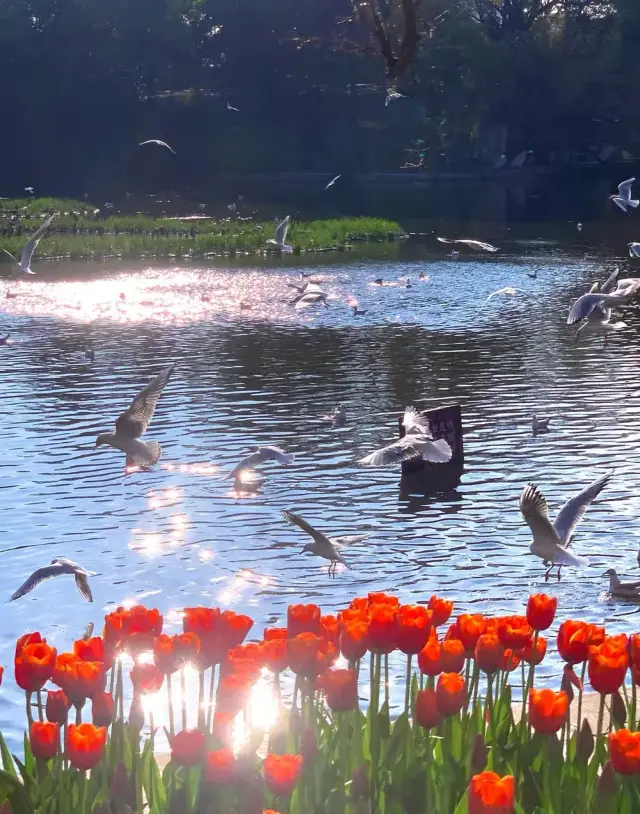 翠湖…郁金香和海鸥美瘋了！