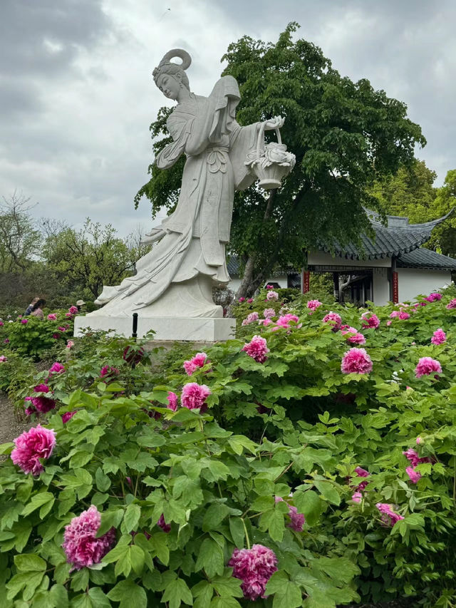 上海魔都｜植物園牡丹 真•國色天香