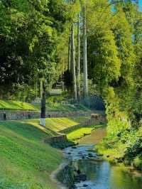 廣州樹木公園：地鐵直達的綠色秘境，探索原始森林之美