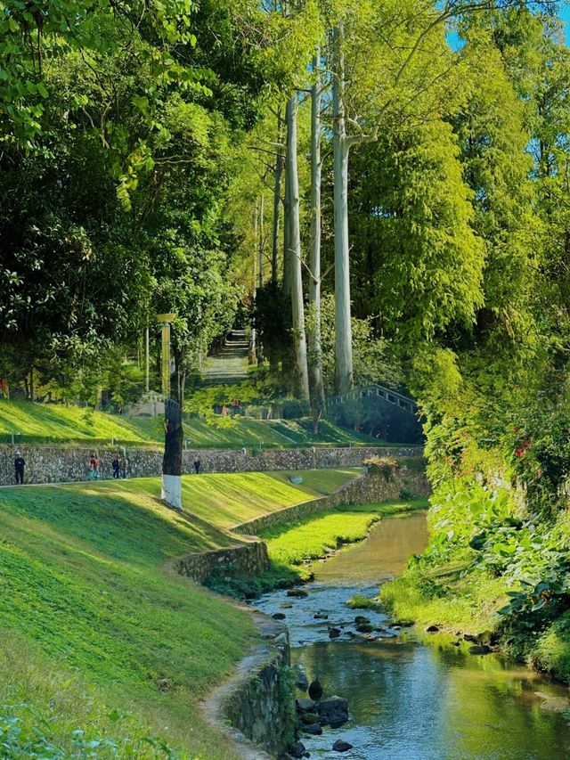 廣州樹木公園：地鐵直達的綠色秘境，探索原始森林之美