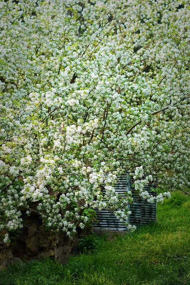 Spring surrounded by begonia flowers