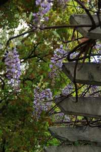 江門繡球公園，繡球正當時