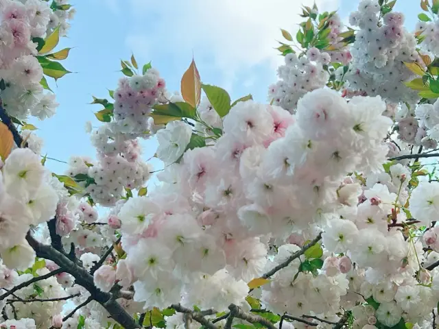 青龍寺で桜を楽しむ