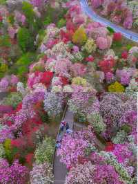 高鐵直達地球花園剛拍的貴州杜鵑花海