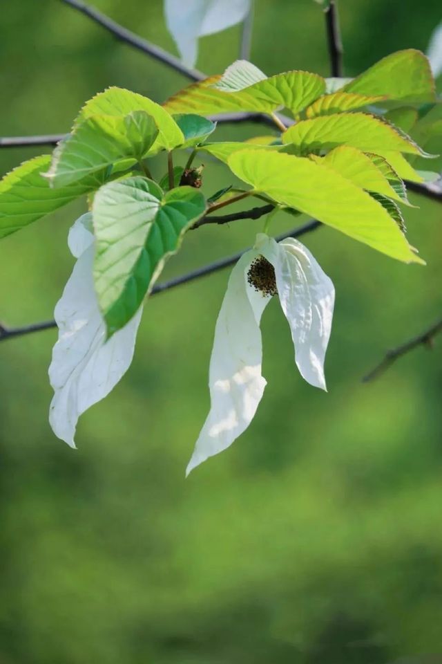 再見花開都江堰丨賞國寶植物珙桐花～