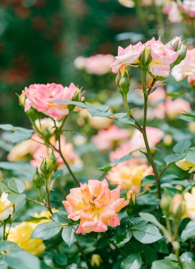 長沙·省植物園|共赴一場關於春天的浪漫花事春天有約 鮮花不誤