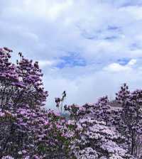 涼山的索瑪花【高山杜鵑】開了！