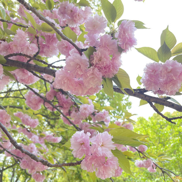 城市公園圖鑒｜泗涇公園