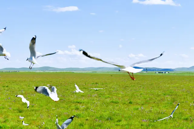 4 Days and 3 Nights Zoige Grassland + Jiuzhaigou Loop | Summer Travel Guide for July-August