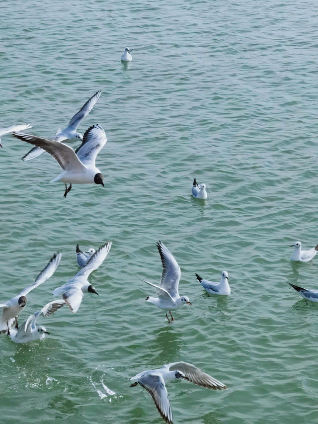 烏海旅遊｜初夏觀鳥 五一在烏海湖畔遇見紅嘴鷗