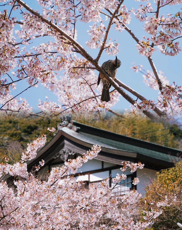 寶藏且小眾，北鎌倉兩座可以看到富士山的宋製古寺