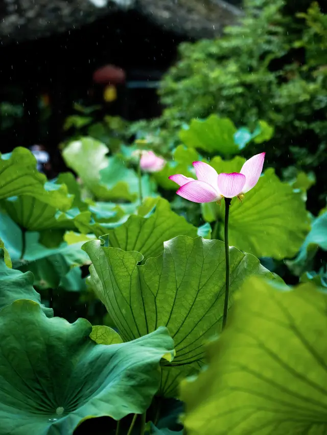 Lotus Picking in Jiangnan: Shaoxing Lotus Viewing Guide