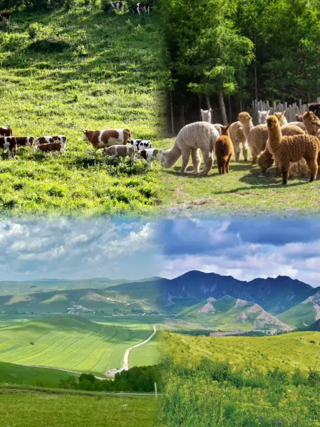 Hebei•Chengde | Bashang Grassland Money-Saving and Pitfall-Avoiding Guide