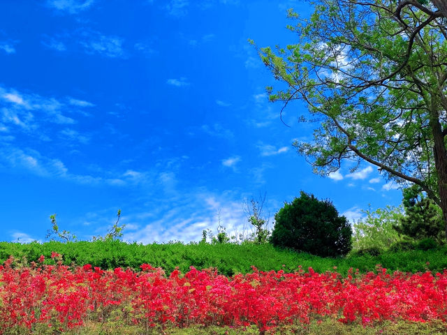 青島浮山森林公園，夏日清涼的綠色港灣