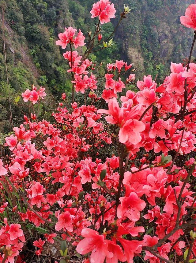 上春山不如上金山爬座“財寶神山”接好運
