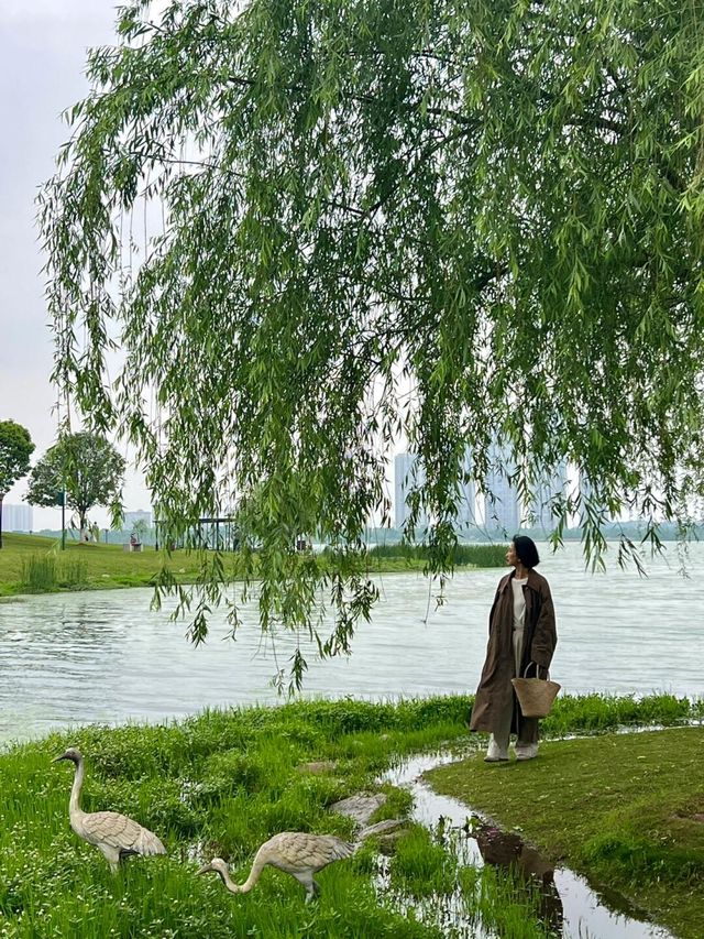 長沙松雅湖偶遇故事裡的小黃花