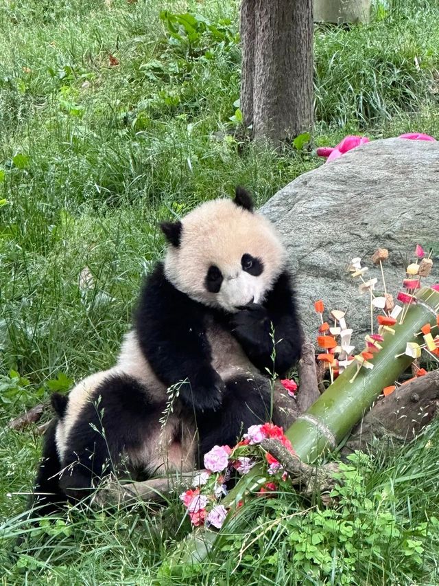 神樹坪的貓貓都乖慘了。