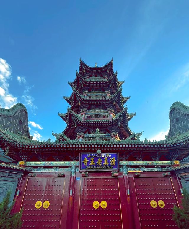 甘肅臨夏東方小麥！