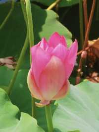 小眾景點遠香湖，荷花池盛開花紅柳綠