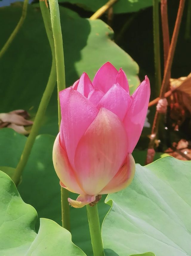 小眾景點遠香湖，荷花池盛開花紅柳綠