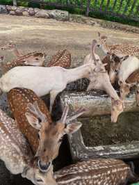 貴州｜森林野生動物園｜充滿自然魅力和野生動物奇觀的地方。