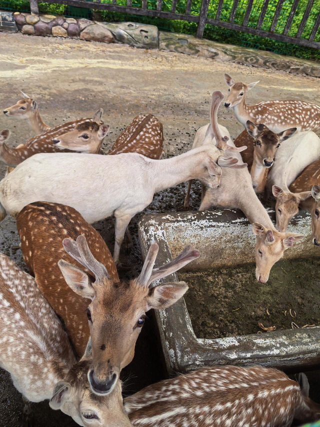 貴州｜森林野生動物園｜充滿自然魅力和野生動物奇觀的地方。