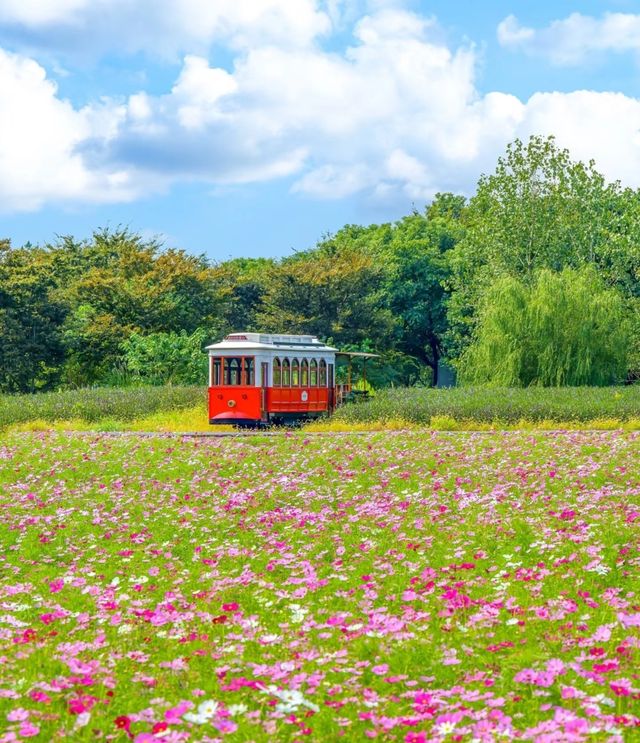 杭州徑山花海 | 邂逅浪漫花事。