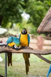 不知道哪裡遛娃？南通森林野生動物園餵水豚！