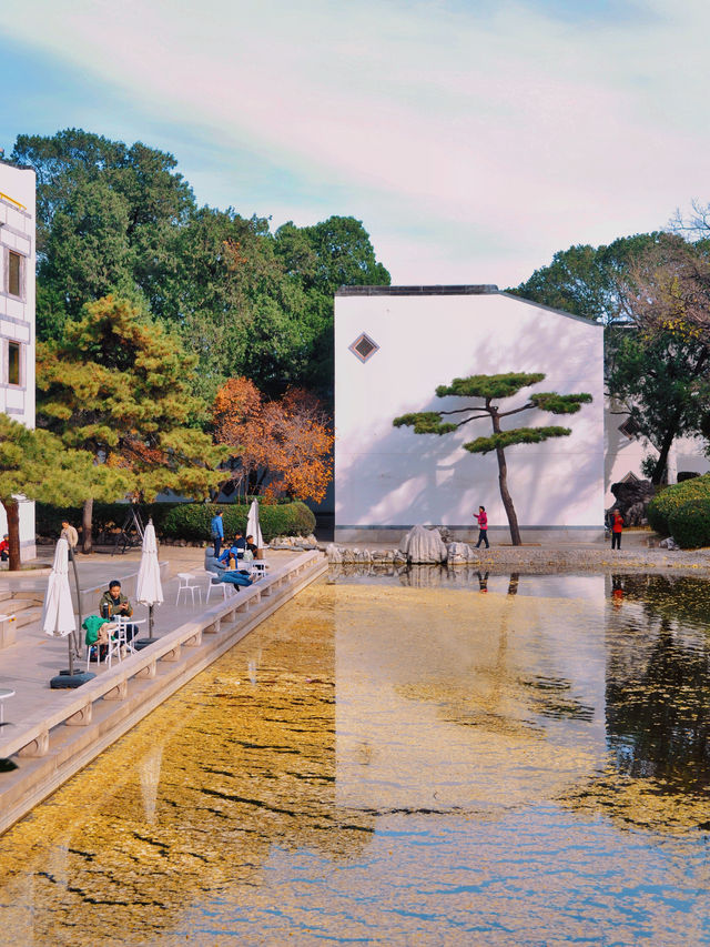 別擠廣化寺！香山公園這個機位也超美的！。