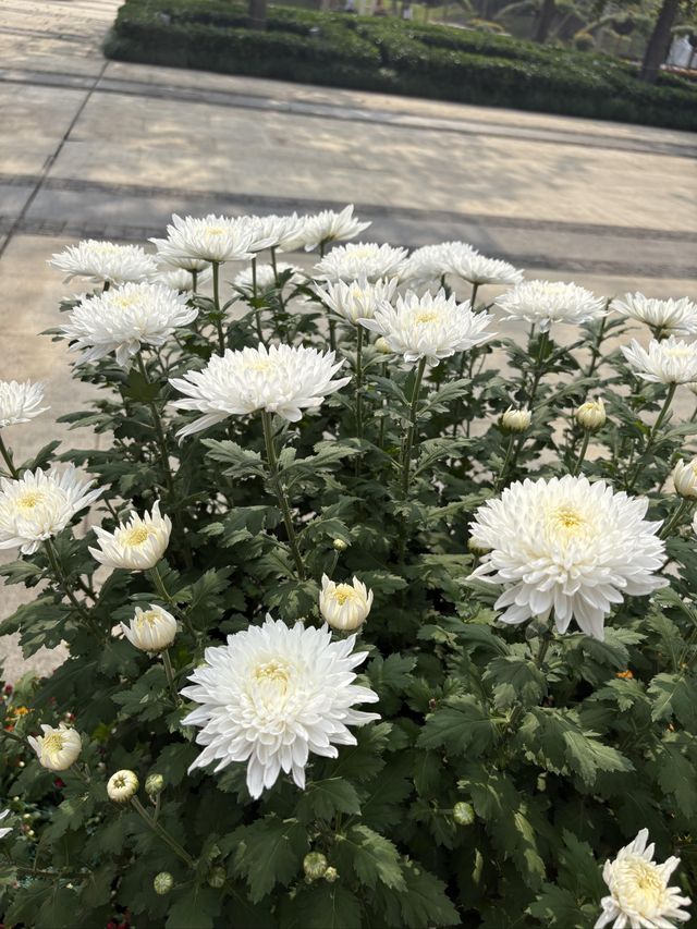 秋天和菊花很配哦。