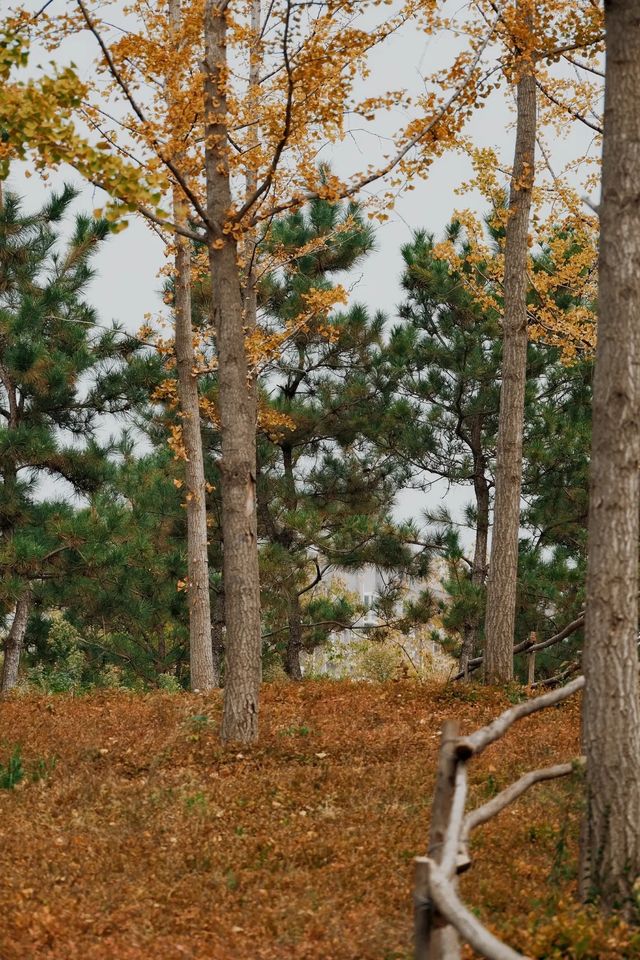 西流湖公園的這個秋天，一定可以美到你。