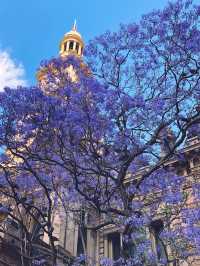 Sydney's Jacaranda Season: Don't Miss These 8 Blooming Spots