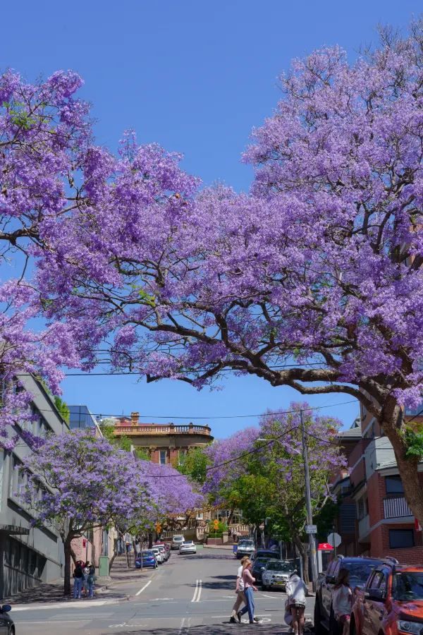 Sydney, it's the season of Jacaranda blooms again!