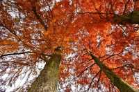 Nagoya's Higashiyama Zoo Offers Stunning Autumn Foliage