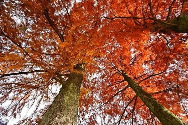 Nagoya's Higashiyama Zoo Offers Stunning Autumn Foliage
